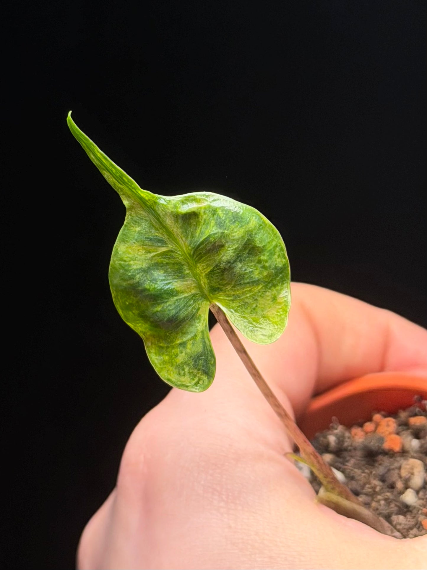 Alocasia Stingray Aurea Variegata