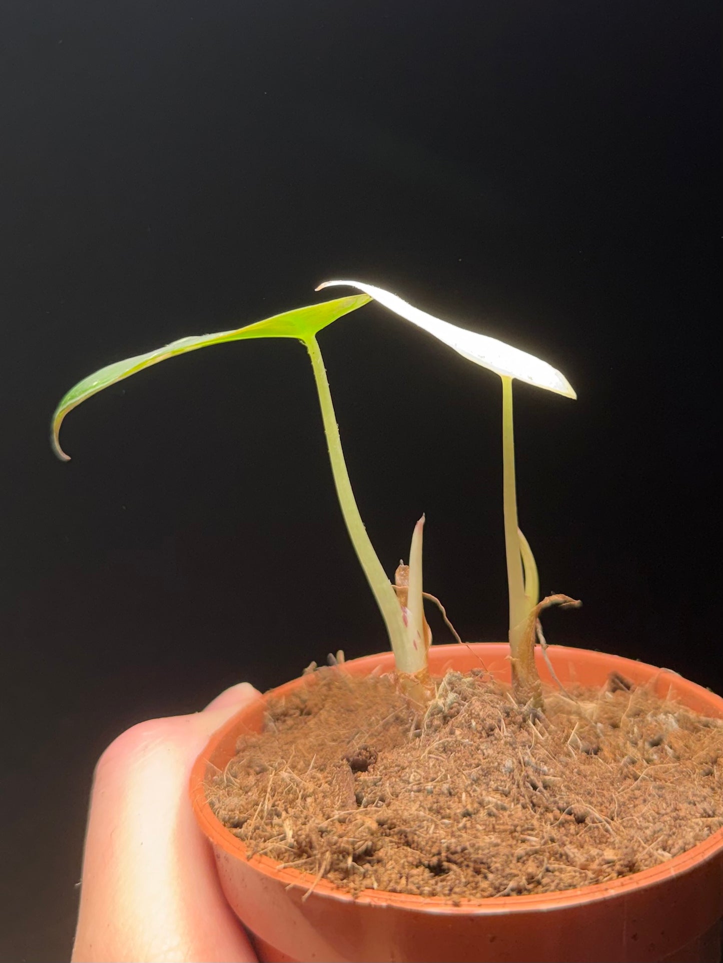 Alocasia Black Velvet Albo/Pink Variegata (2 plants)