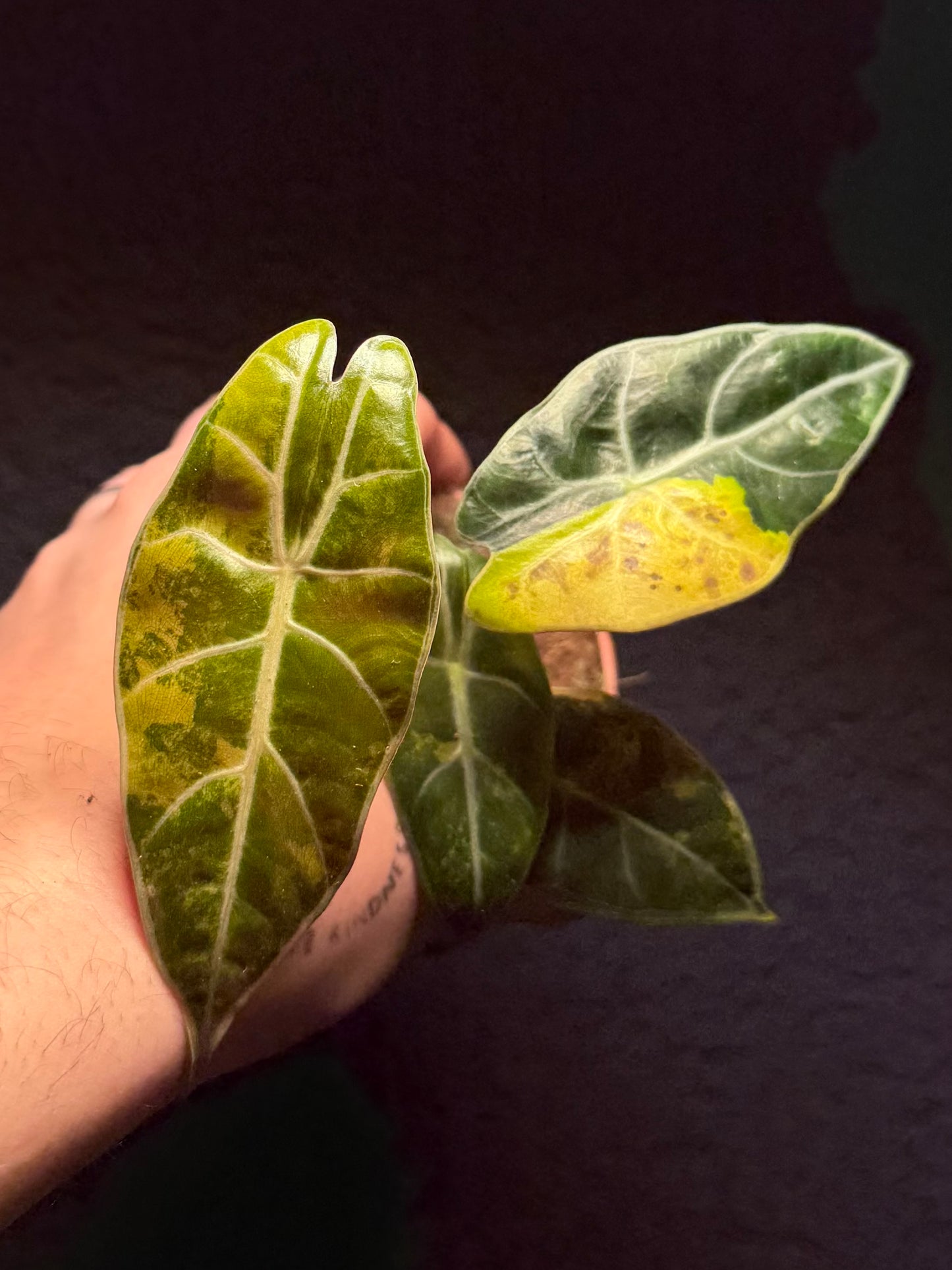 Alocasia Suhirmaniana Aurea Variegata