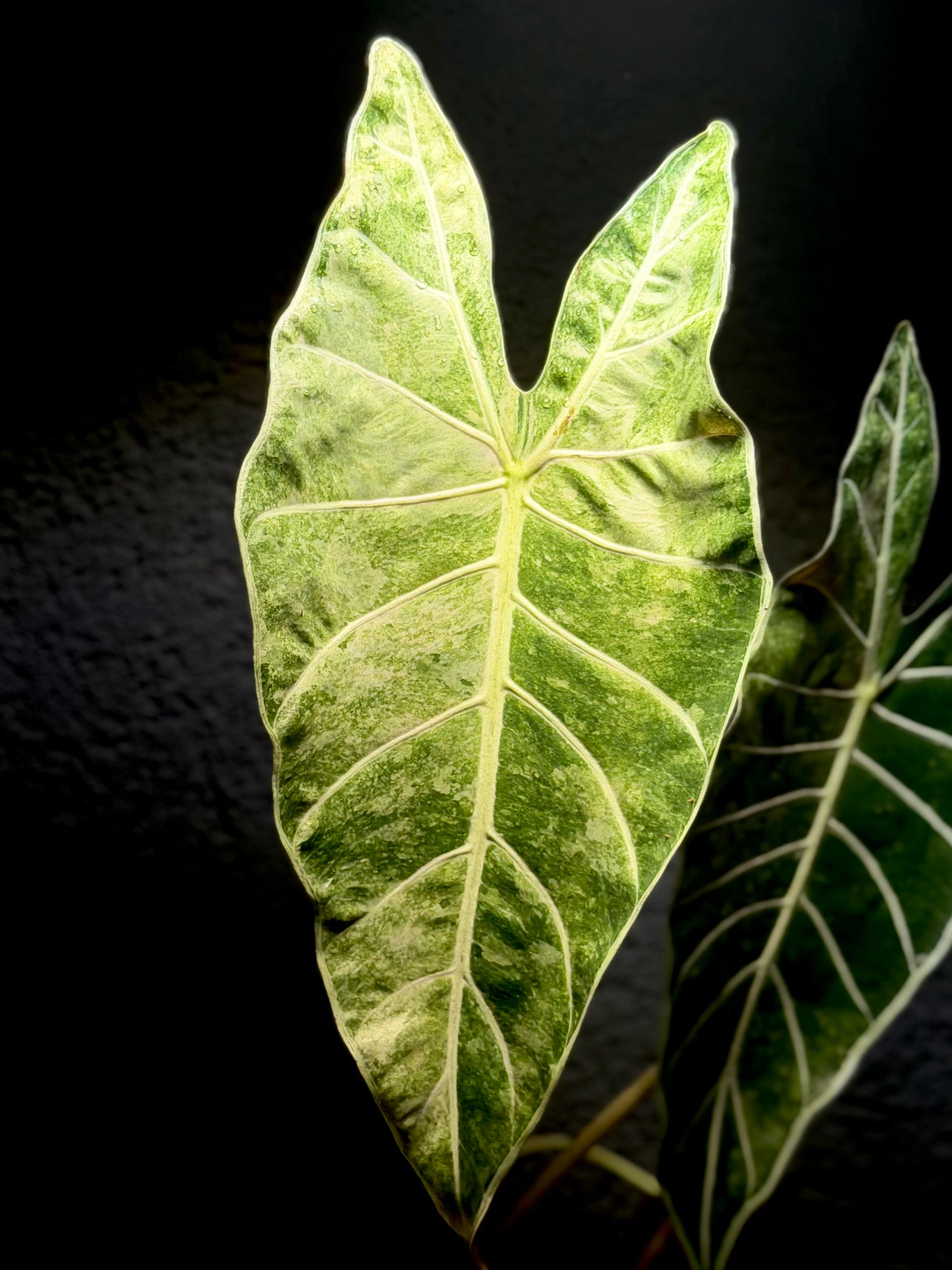 Alocasia Longiloba NoID „Stardust“ BULB/RHIZOM