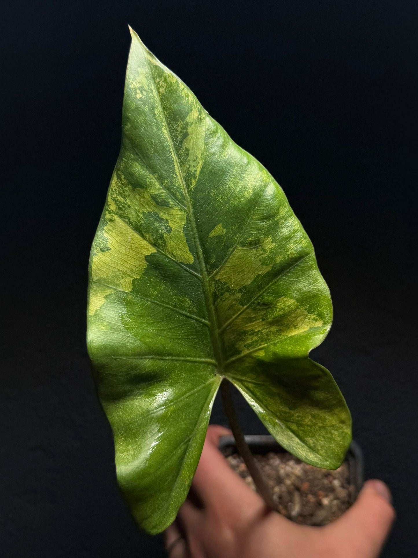 Alocasia Stingray Mutation Variegata RHIZOM/BULB
