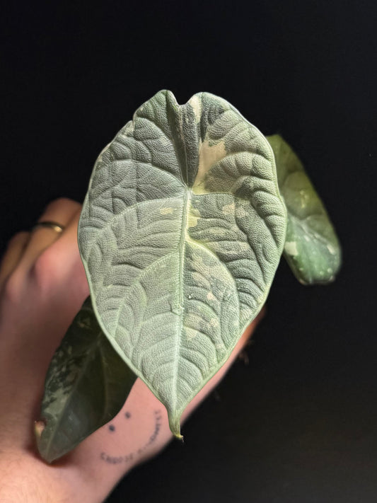 Alocasia Maharani Albo Variegata