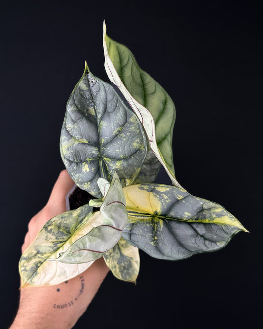 Alocasia Silver Dragon Aurea Variegata