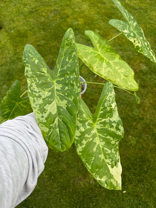 Alocasia Accuminata Albo RHIZOM/BULB