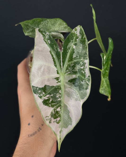Alocasia Pink Dragol Albo/Pink Variegata