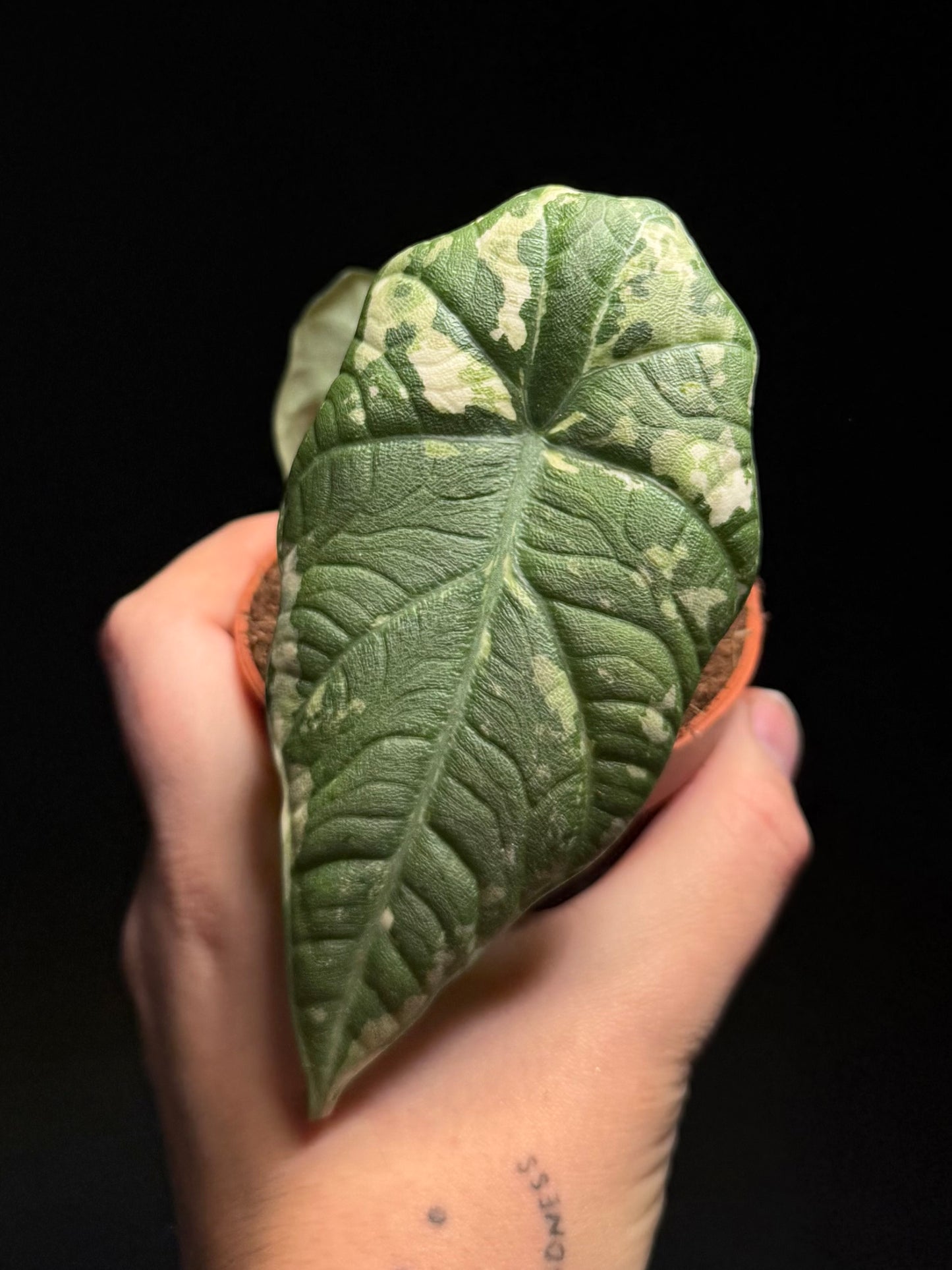 Alocasia Maharani Albo Variagata