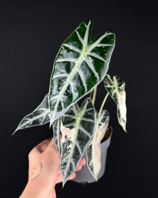 Alocasia Bambino Albo Variegata