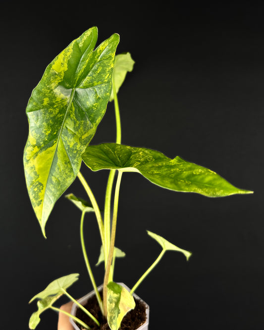 Alocasia Simpo Aurea Variegata