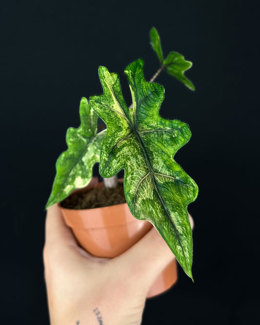 Alocasia Jacklyn Aurea Variegata