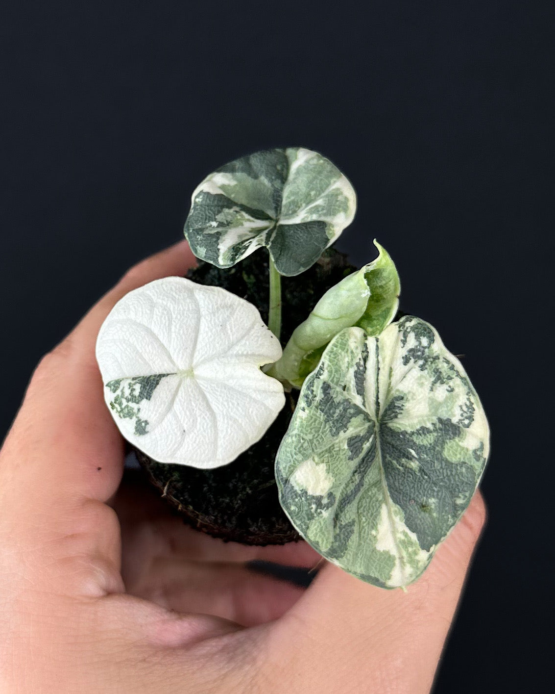 Alocasia Melo Albo Variegata