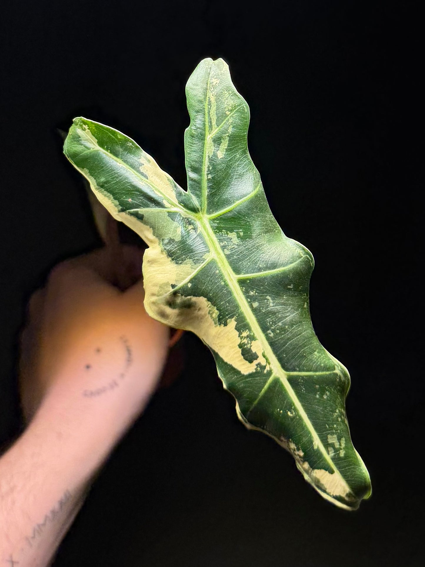Alocasia Sarian Albo Variegata