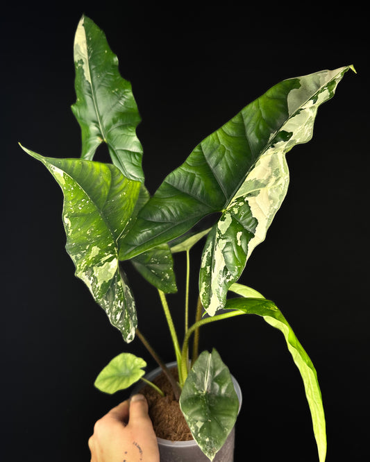 Alocasia Simpo Albo Variegata