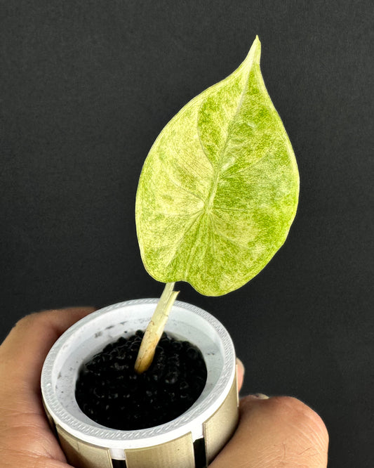 Alocasia Golden Bone Marble Variegata