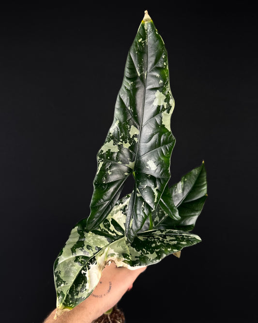 Alocasia Simpo Albo Variegata Rhizom (Doppelrhizom)