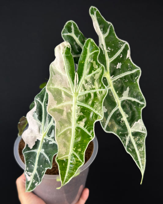 Alocasia Amazonica Snowflake Rhizom