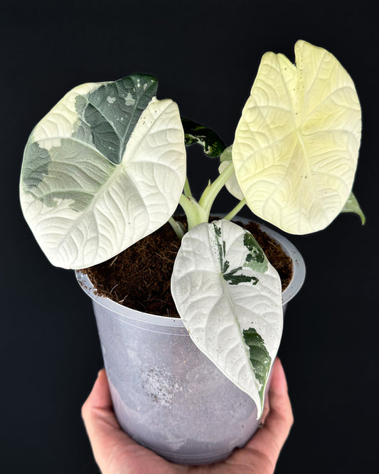Alocasia Maharani Albo Variegata Rhizom