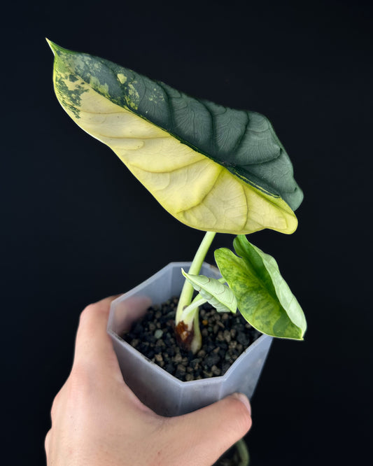 Alocasia Silver Dragon Aurea Variegata (less rooted)