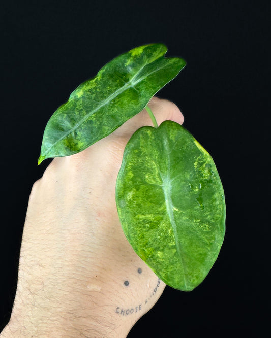 Alocasia Longiloba Sp. Golden Aurea Variegata