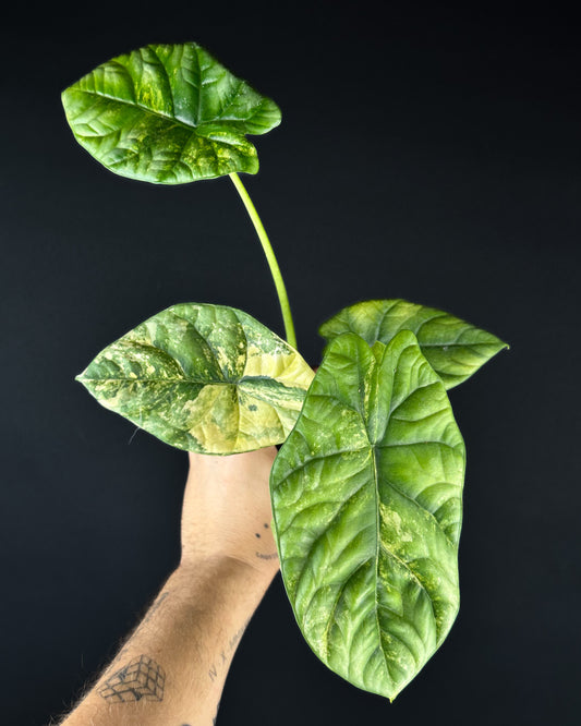 Alocasia Sinuata Aurea Variegata