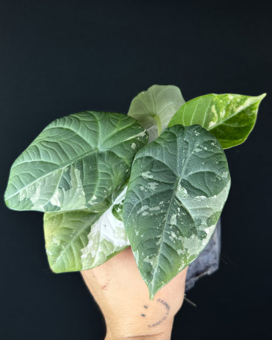 Alocasia Maharani Albo Variegata Rhizom
