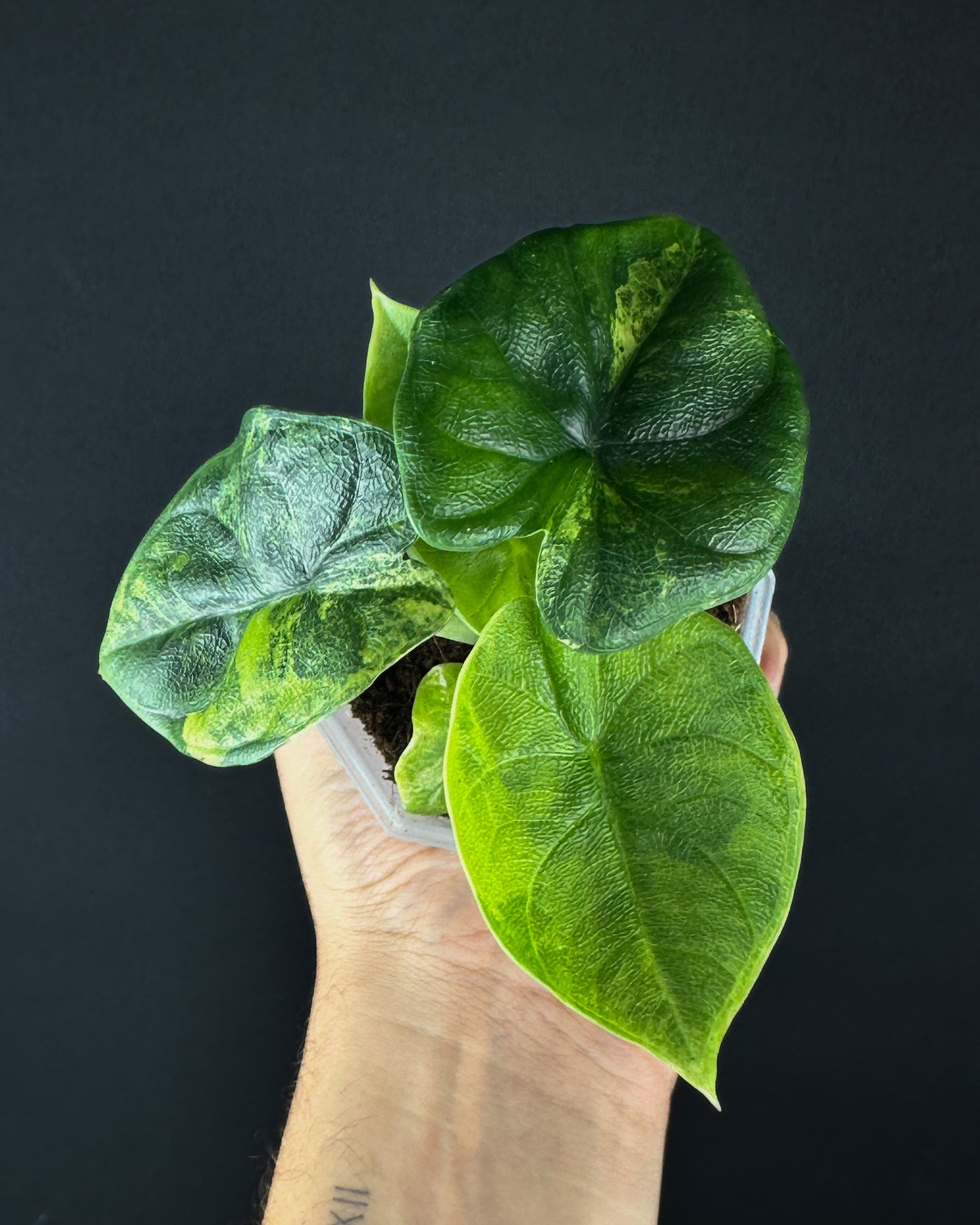 Alocasia Melo Aurea