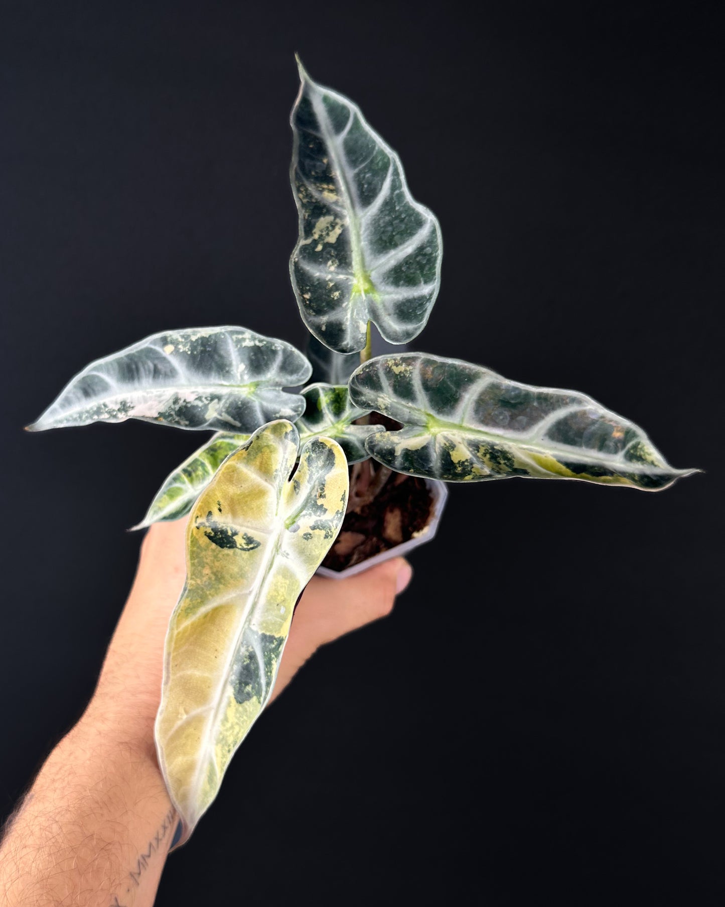 Alocasia Bambino Aurea Variegata