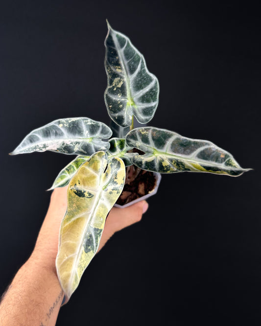 Alocasia Bambino Aurea Variegata