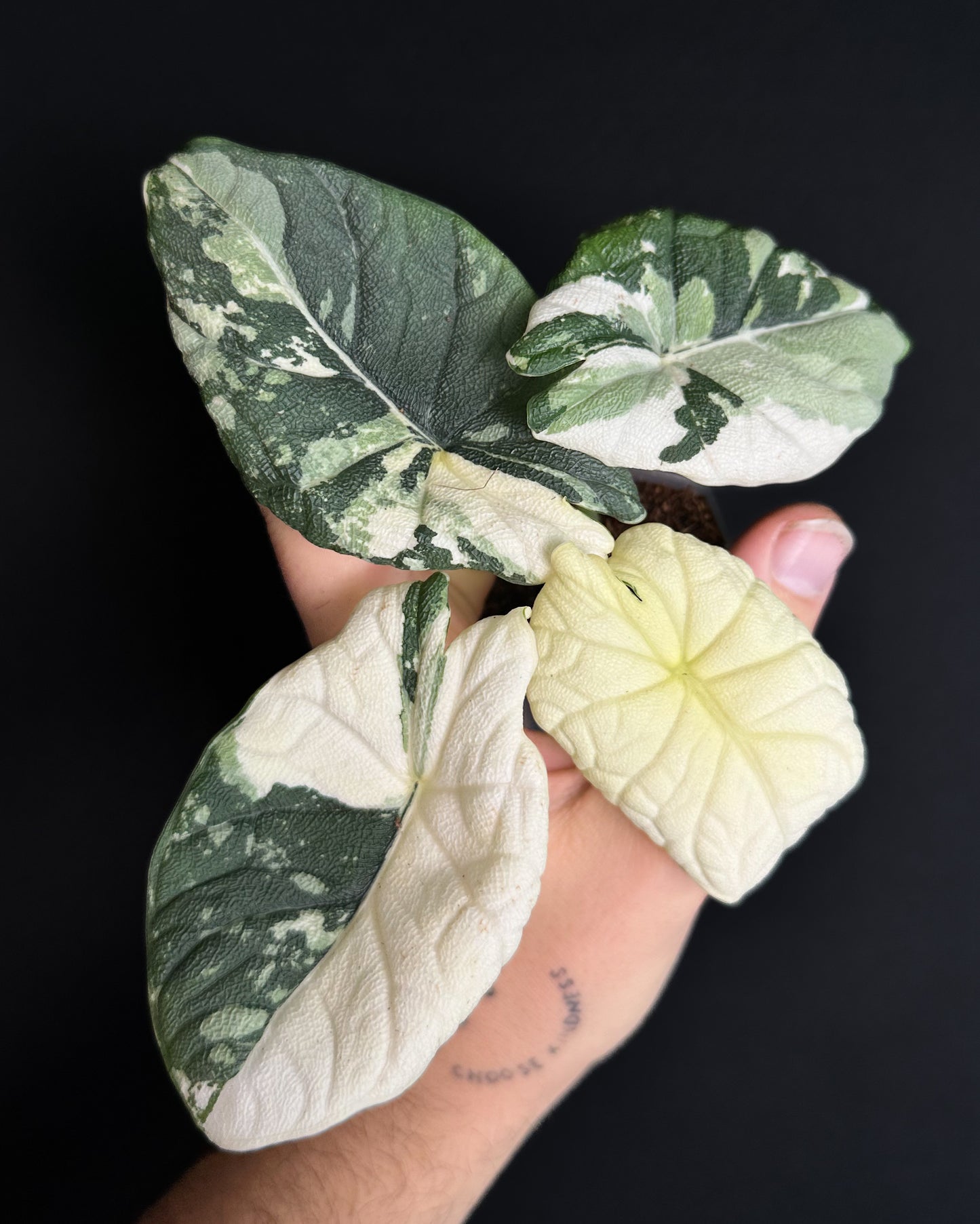 Alocasia Melo Albo Variegata (BestOffer)