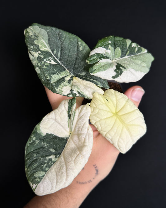 Alocasia Melo Albo Variegata (BestOffer)
