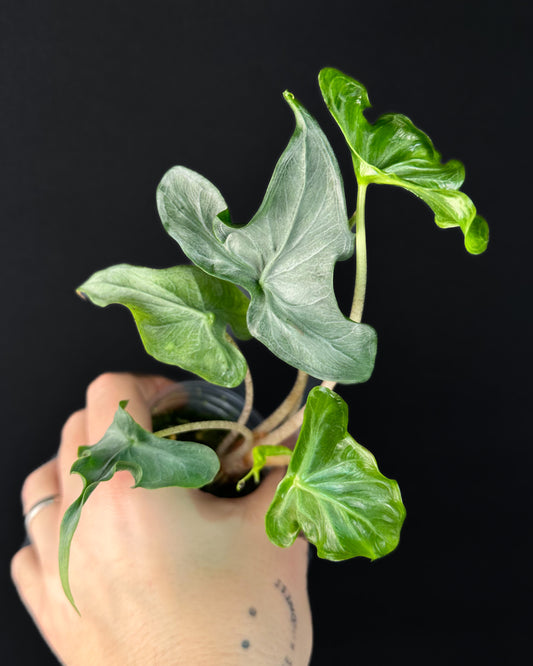 Alocasia Holy Grail (BestOffer)