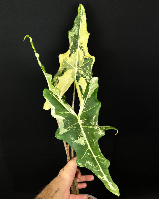 Alocasia Sarian Albo Variegata Rhizom
