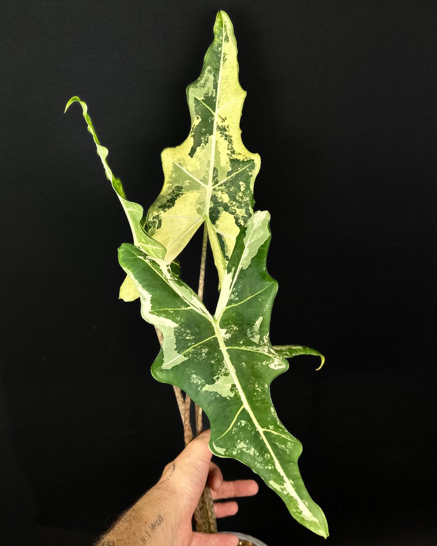 Alocasia Sarian Albo Variegata RHIZOM/BULB