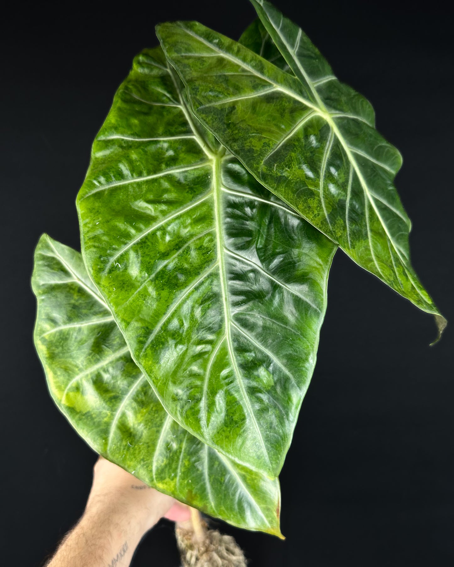 Alocasia Pink Dragon Aurea Variegata Rhizom