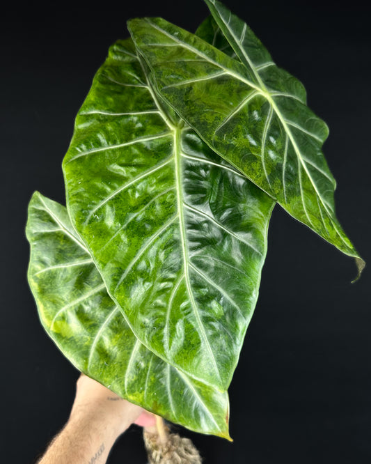 Alocasia Pink Dragon Aurea Variegata Rhizom