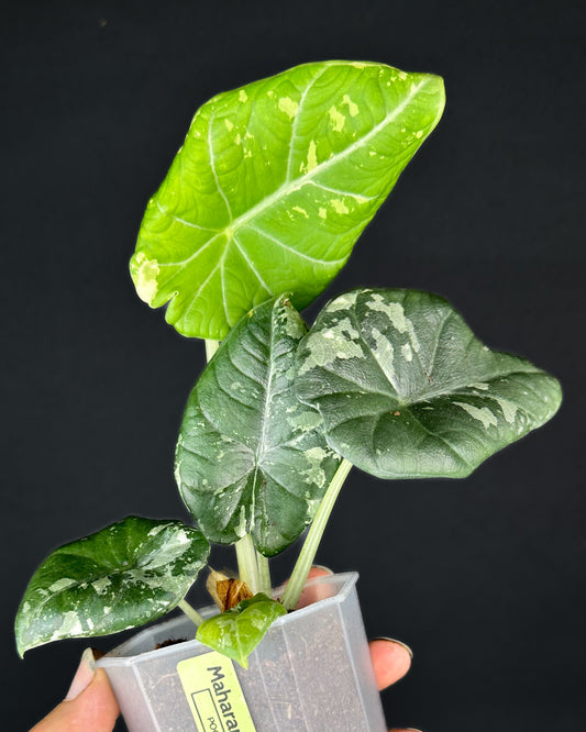 Alocasia Maharani Albo Variegata