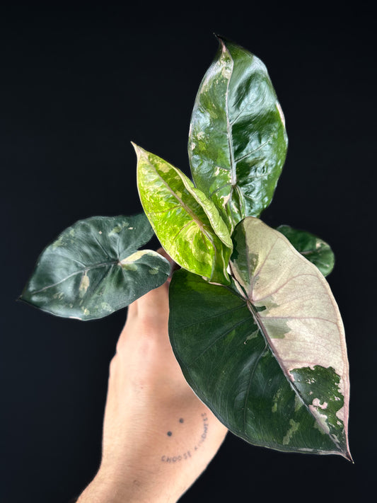 Alocasia Yucatan Princess Albo/Pink Variegata
