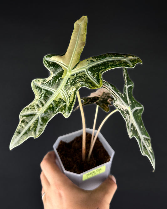 Alocasia Sanderiana Nobilis Albo/Pink Variegata Rhizom