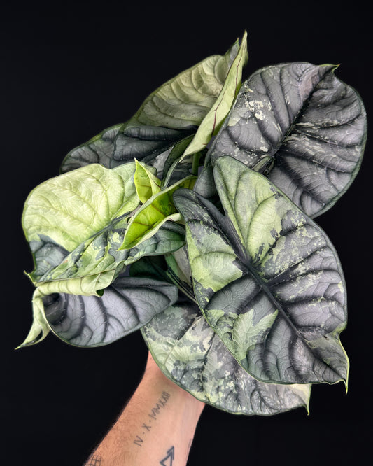 Alocasia Silver Dragon Albo Rhizom