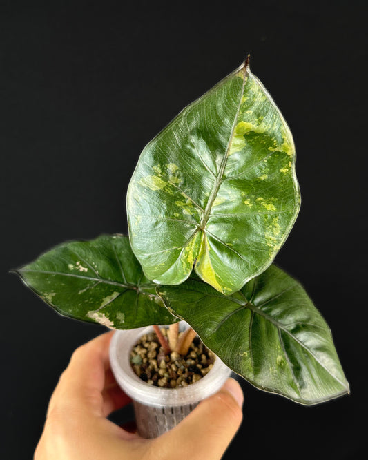 Alocasia Yucatan Princess Variegata