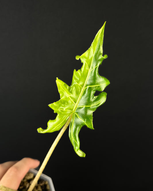 Alocasia Portei GoG Variegata