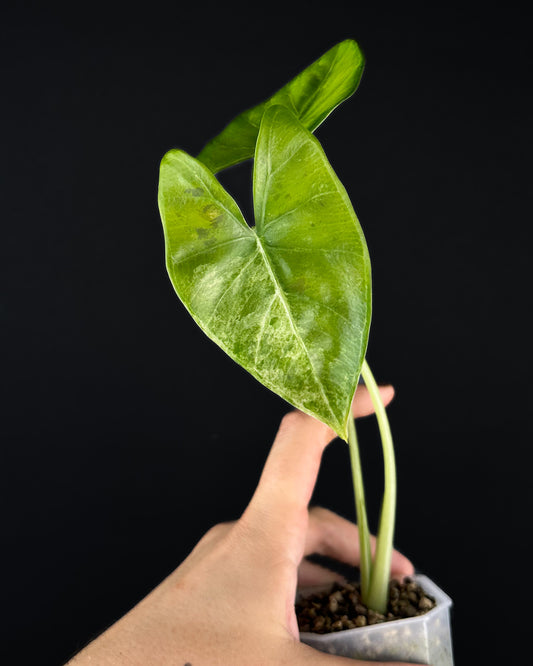 Alocasia Epilithica Albo Variegata
