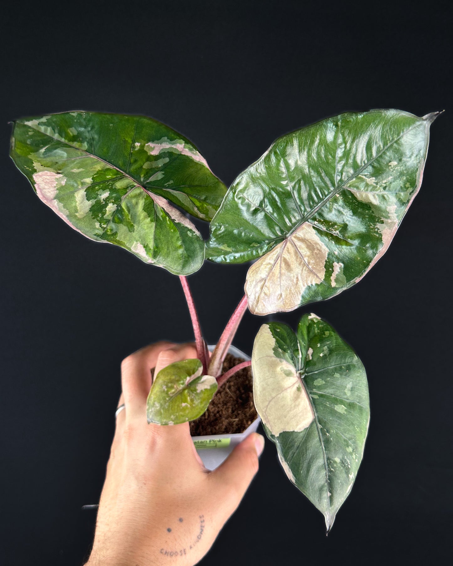 Alocasia Yucatan Princess Albo/Pink Variegata