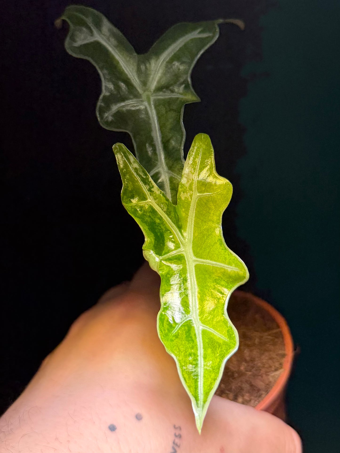 Alocasia Sanderiana Nobilis Albo/Pink Variegata