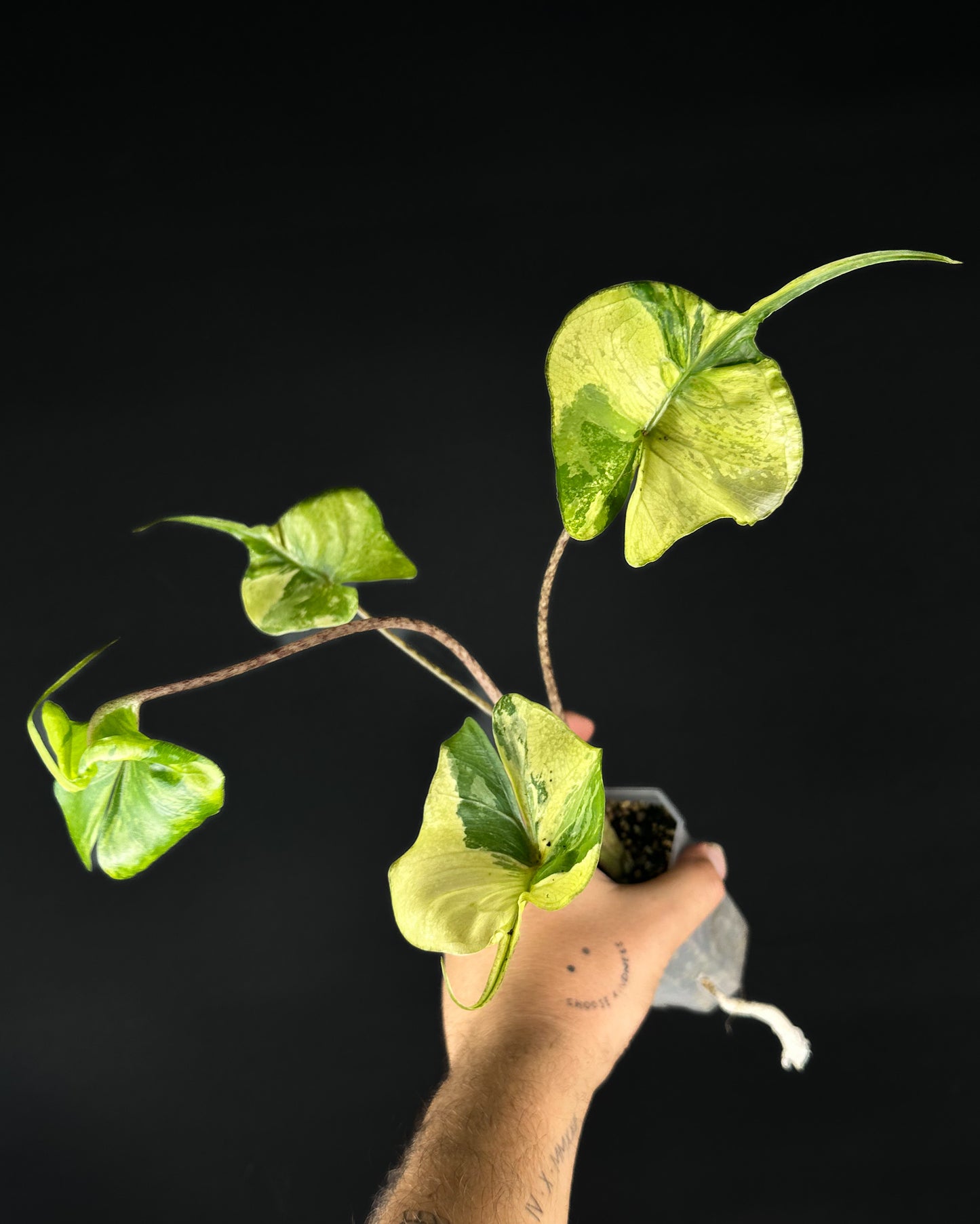 Alocasia Stingray Aurea Variegata