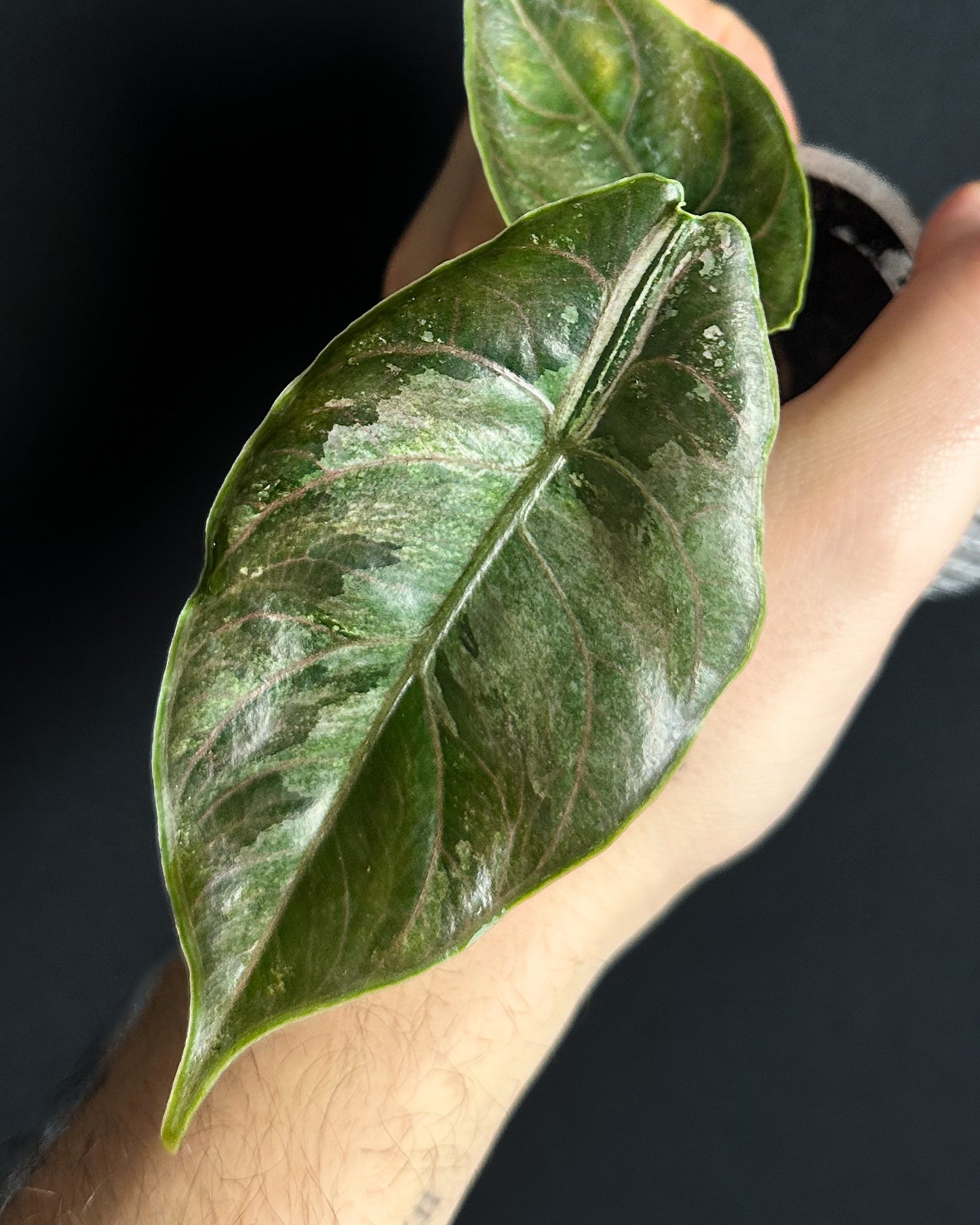 Alocasia Azlanii Albo Variegata