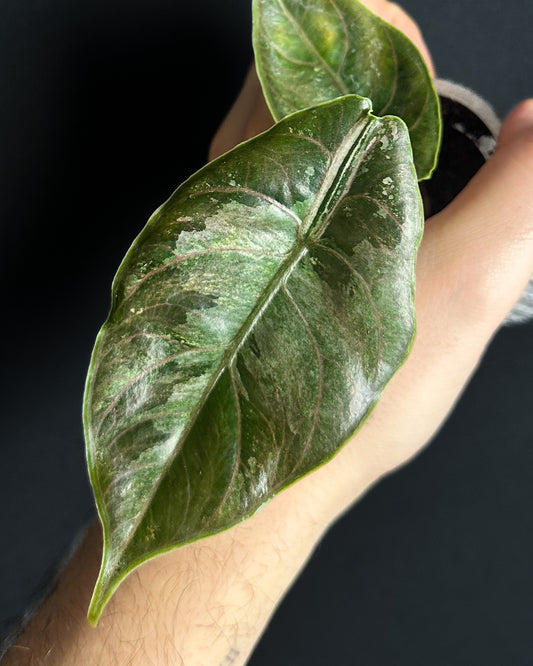 Alocasia Azlanii Albo Variegata