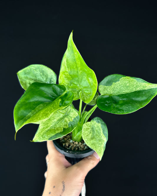 Alocasia Cucullata Mint Variegata Rhizom