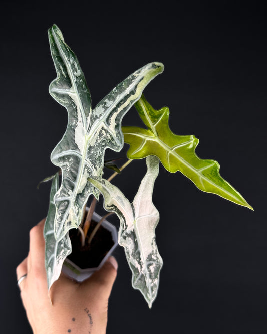 Alocasia Sanderiana Nobilis Albo/Pink Variegata Rhizom