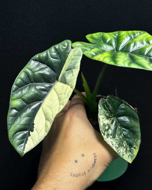 Alocasia Sinuata Albo Variegata Rhizom