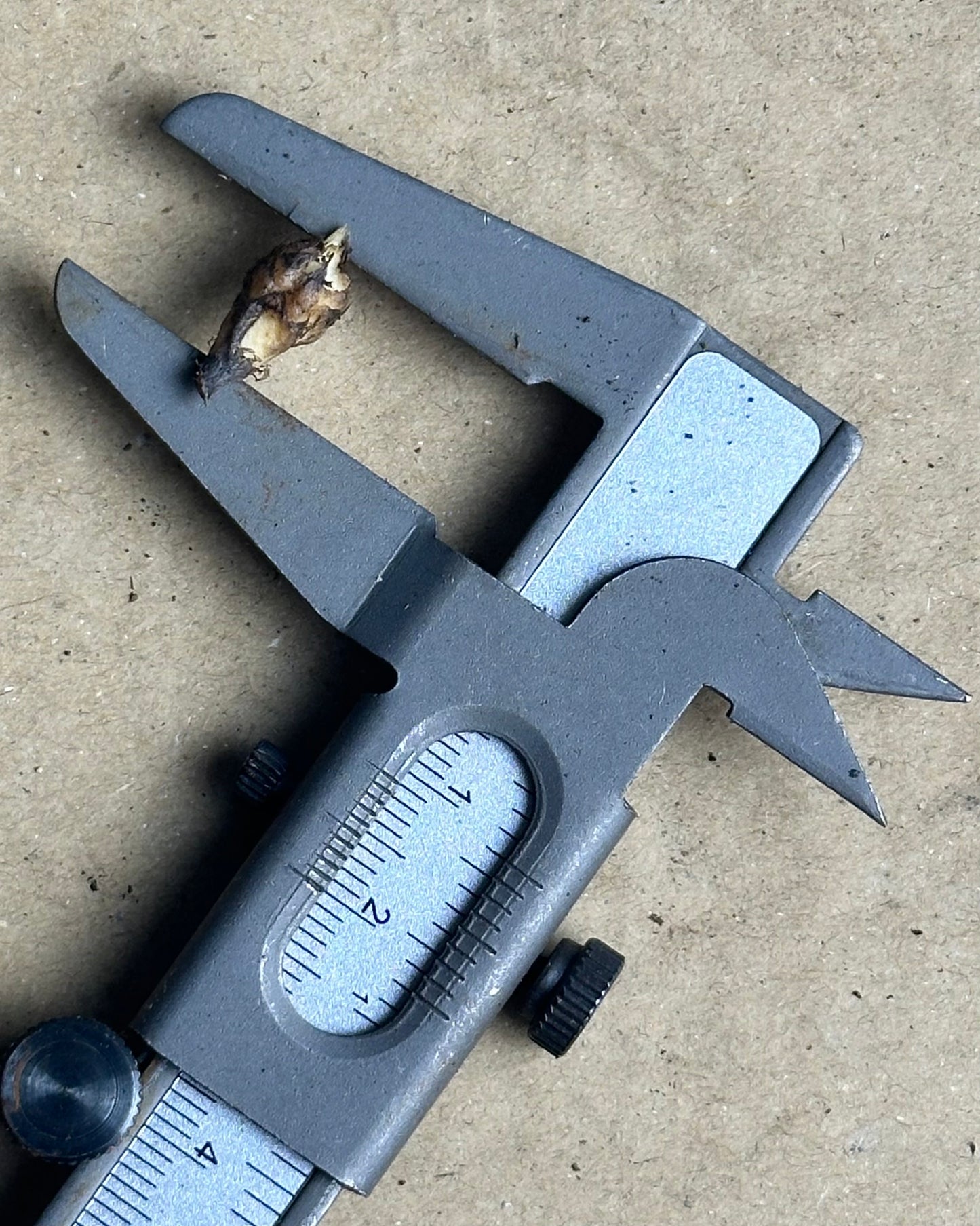 Alocasia Simpo Albo Variegata RHIZOM/BULB